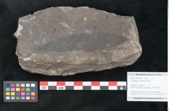 Foto (Objekt + Etikett) von Eucalyptus oceanica Unger (NHMW-GEO-2024-0188-8032)